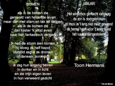 Wonderbaarlijk Gedichtjes over bomen van Toon Hermans | ♧ WELKOM OP DE SITE VAN JZ-15