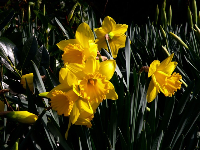 2 april 2010, Narcissen, geel