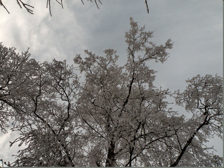 8 december 2010, witte sprookjesbomen