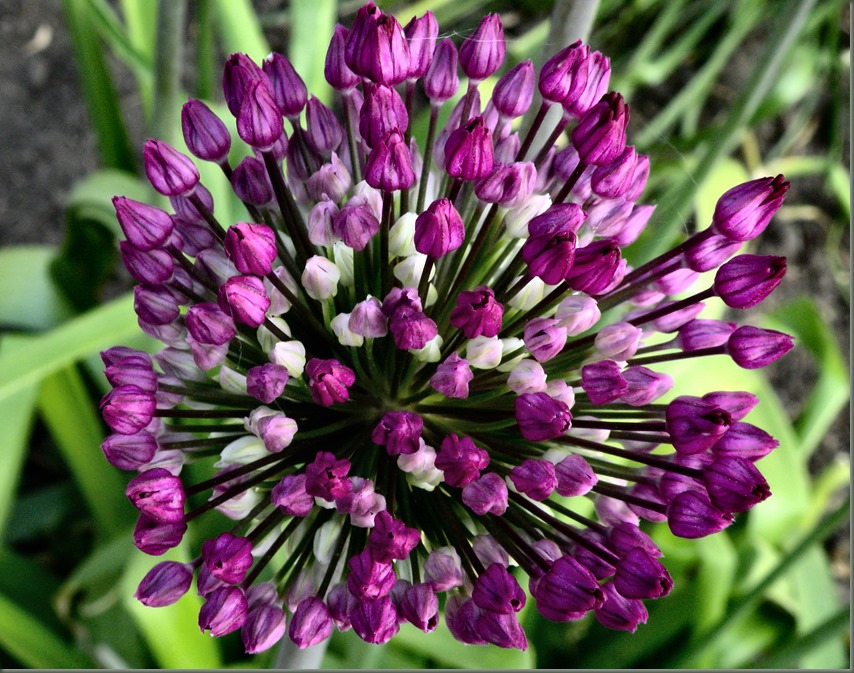 Allium - sierui - look, nog niet volop in bloei